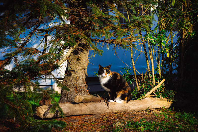 chat-du-camping-ile-oleron
